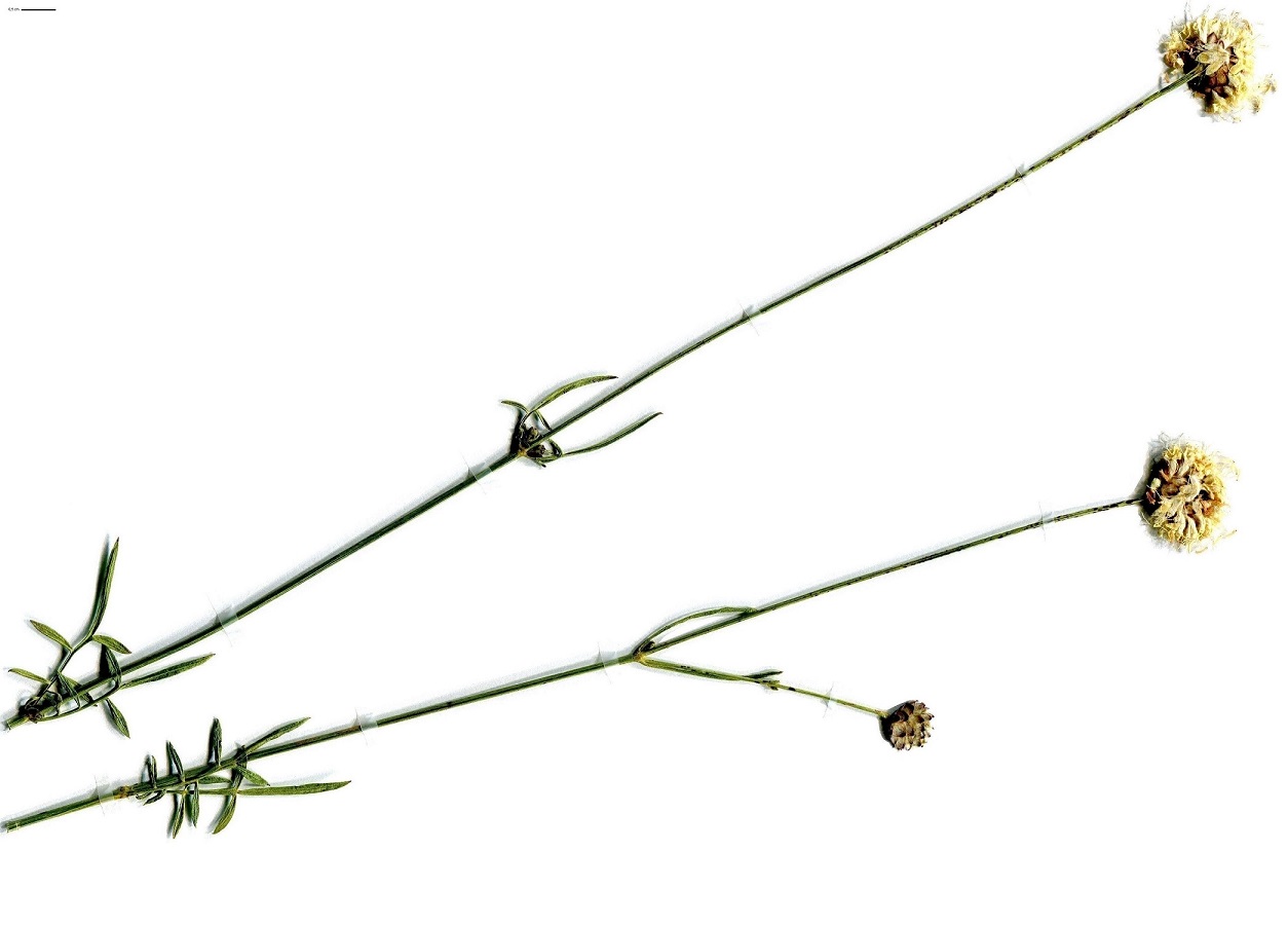 Cephalaria leucantha (Caprifoliaceae)